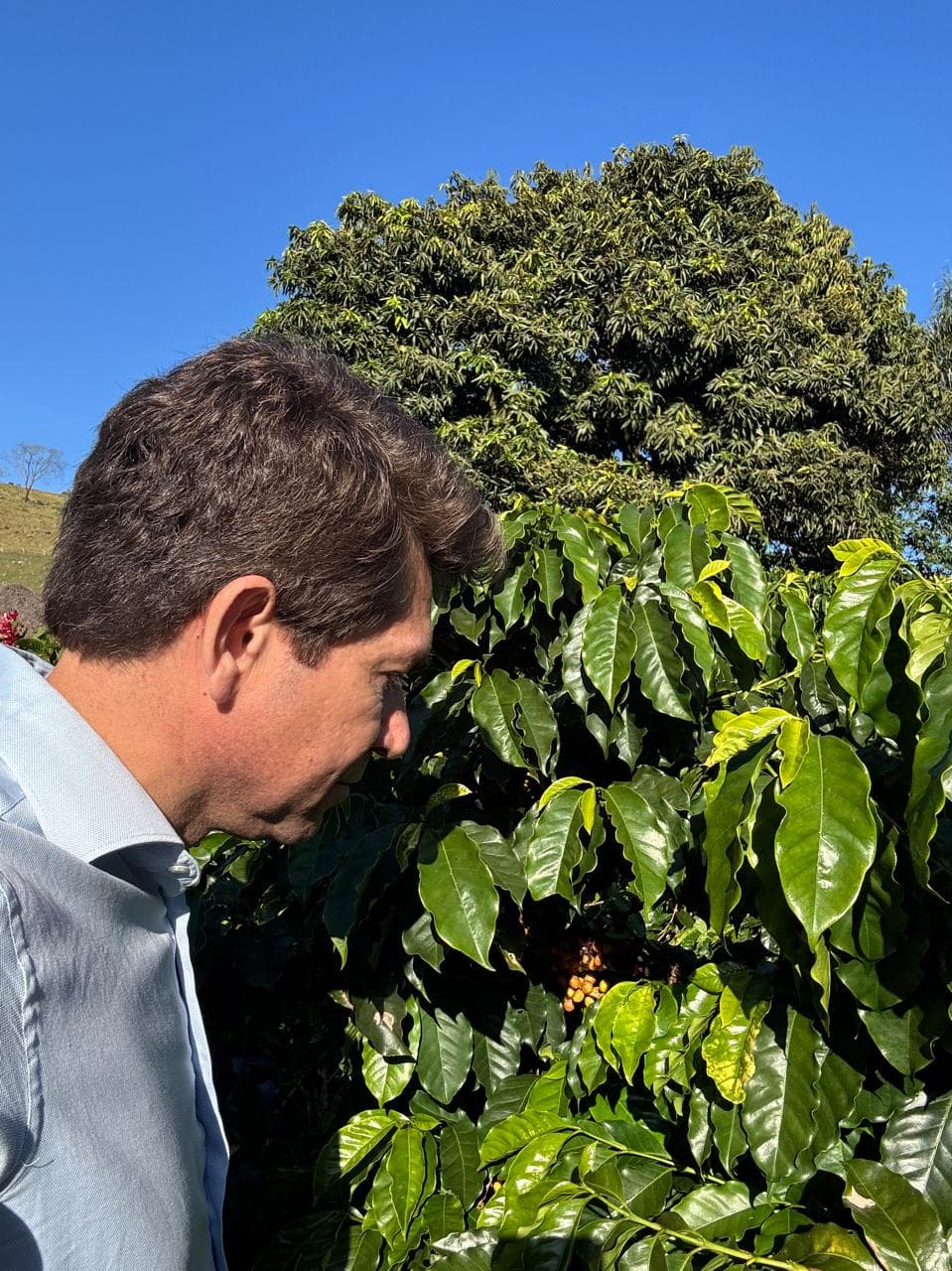 José Rezende examinando um cafeeiro na origem
